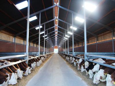 Neubau eines Bullenstalls in Ahaus-Ammeln